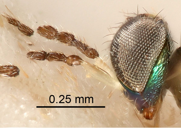 /filer/webapps/moths_gc/media/images/N/nigrescentella_Phyllonorycter_parasitoid_Nunes-et-al_2026_146.jpg