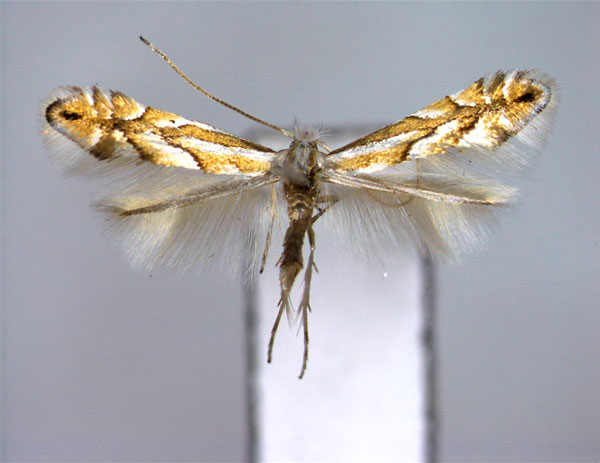/filer/webapps/moths_gc/media/images/N/nigristella_Phyllonorycter_A_EIHU.jpg