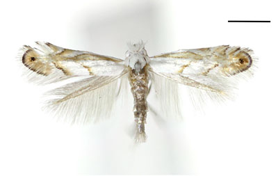 /filer/webapps/moths_gc/media/images/N/nigristella_Phyllonorycter_A_Kim_etal_2024_400.jpg