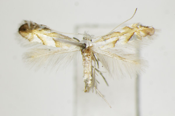 /filer/webapps/moths_gc/media/images/N/nigristella_Phyllonorycter_A_ZSM.jpg