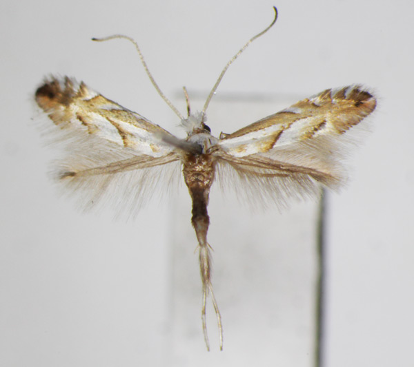 /filer/webapps/moths_gc/media/images/N/nigristella_Phyllonorycter_A_ZSM_2.jpg