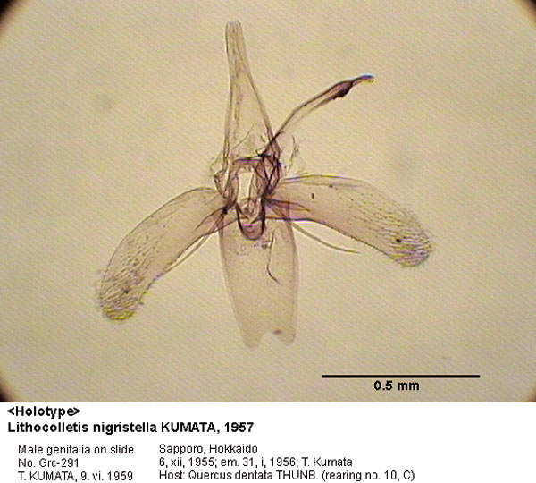 /filer/webapps/moths_gc/media/images/N/nigristella_Phyllonorycter_GM_HT_291_EIHU.jpg