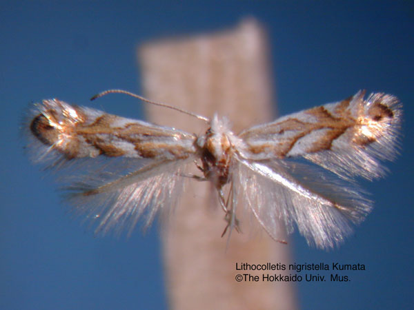 /filer/webapps/moths_gc/media/images/N/nigristella_Phyllonorycter_HT_EIHU.jpg