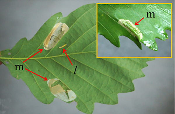 /filer/webapps/moths_gc/media/images/N/nigristella_Phyllonorycter_mine_Kirichenko_2019_36.jpg