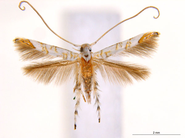 /filer/webapps/moths_gc/media/images/N/niphadias_Cuphodes_31-085591_ANIC.jpg