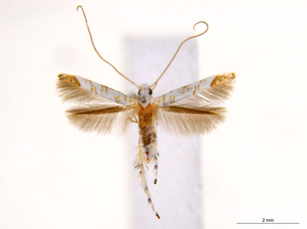 /filer/webapps/moths_gc/media/images/N/niphadias_Cuphodes_31-085592_ANIC.jpg