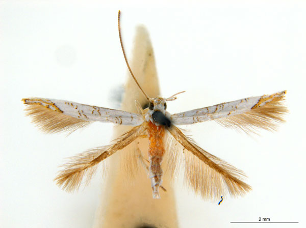 /filer/webapps/moths_gc/media/images/N/niphadias_Cuphodes_31-085618_ANIC.jpg