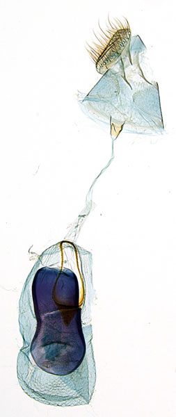 /filer/webapps/moths_gc/media/images/N/niphadias_Cuphodes_GF_6275_ANIC.jpg
