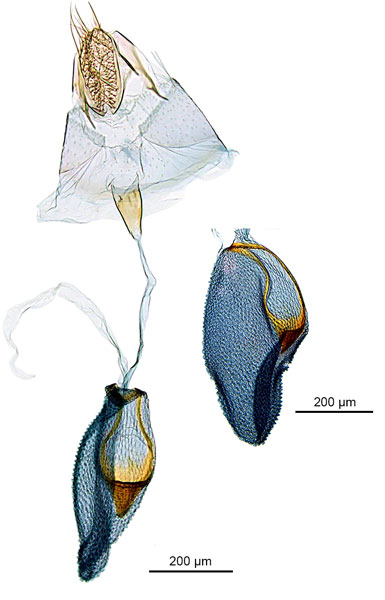 /filer/webapps/moths_gc/media/images/N/niphadias_Cuphodes_GF_ANIC.jpg