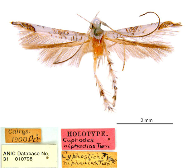 /filer/webapps/moths_gc/media/images/N/niphadias_Cuphodes_HT_ANIC_labels.jpg