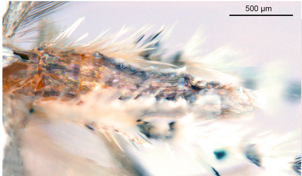 /filer/webapps/moths_gc/media/images/N/niphadias_Cuphodes_abdomen1_NULT023064_ANIC.jpg