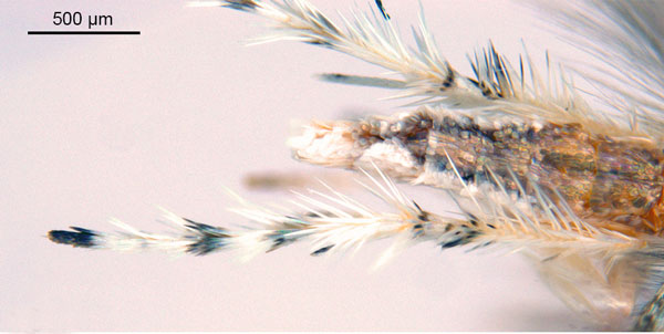 /filer/webapps/moths_gc/media/images/N/niphadias_Cuphodes_abdomen2_NULT023064_ANIC.jpg
