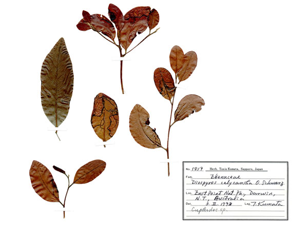 /filer/webapps/moths_gc/media/images/N/niphadias_Cuphodes_hostplant_ANIC.jpg