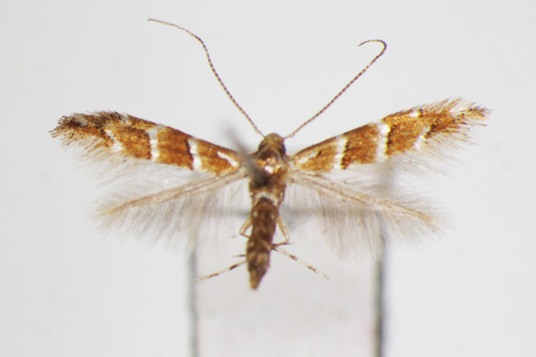 /filer/webapps/moths_gc/media/images/N/niphonica_Cameraria_A_ZSM.jpg