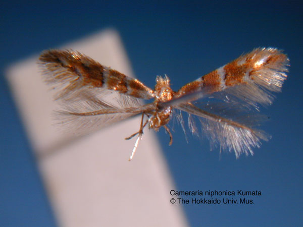 /filer/webapps/moths_gc/media/images/N/niphonica_Cameraria_PT_EIHU.jpg