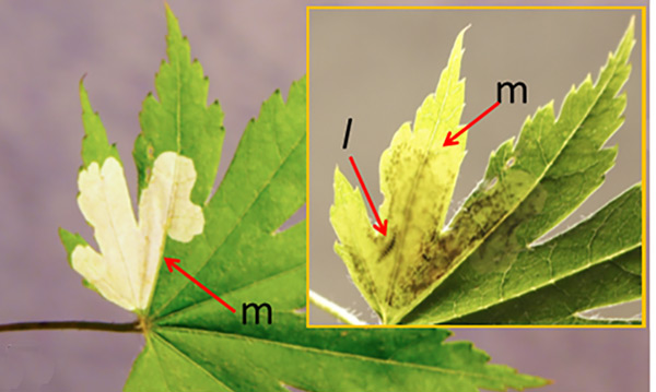 /filer/webapps/moths_gc/media/images/N/niphonica_Cameraria_mine_Kirichenko-etal_2019_38.jpg