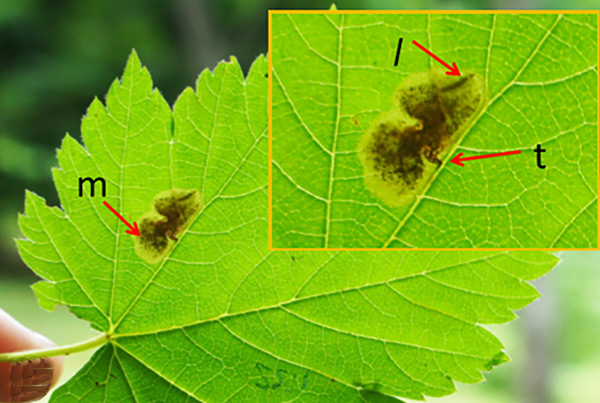 /filer/webapps/moths_gc/media/images/N/niphonica_Cameraria_mine_Kirichenko-etal_2019_38_G.jpg