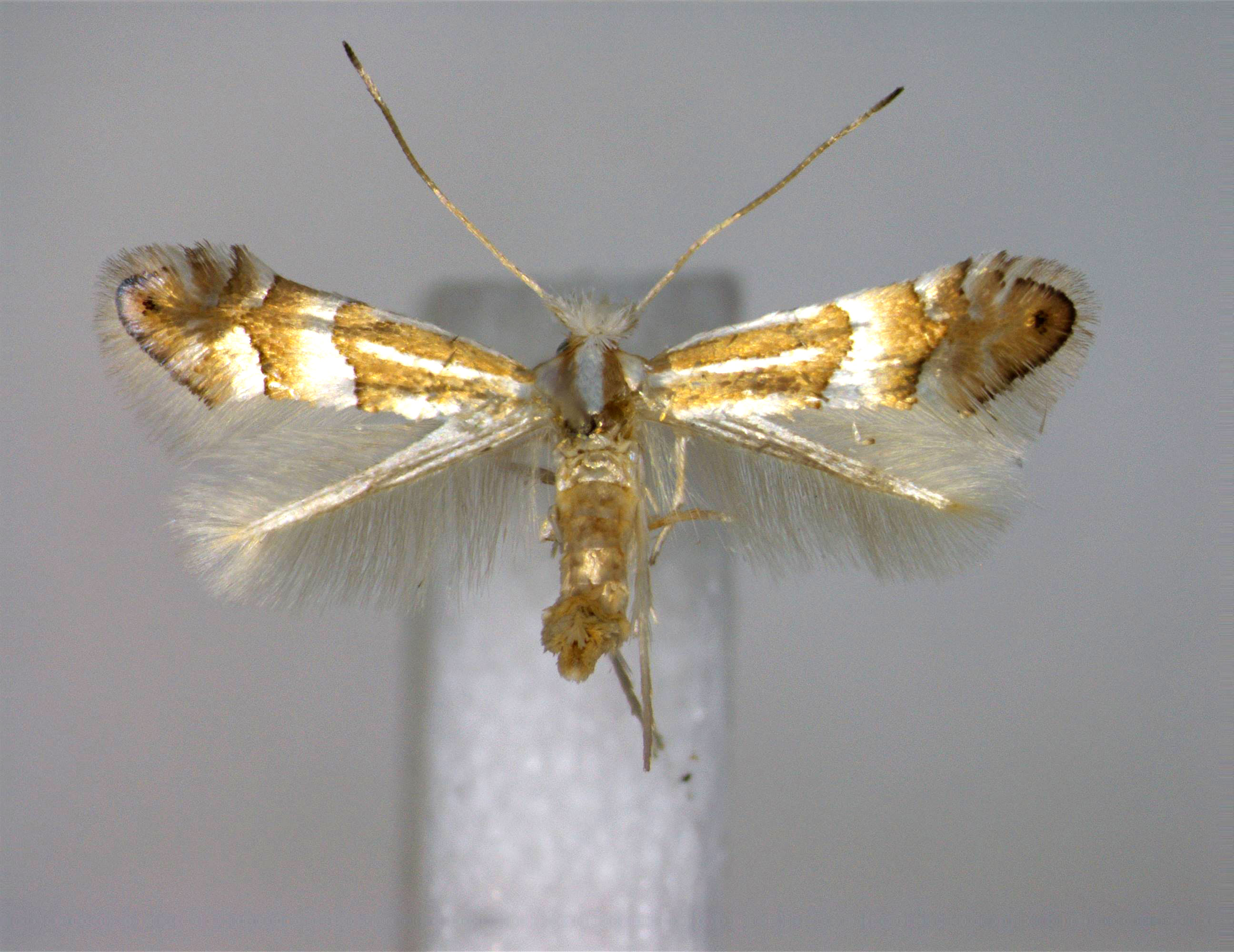 /filer/webapps/moths_gc/media/images/N/nipponicella_Phyllonorycter_A_EIHU.jpg