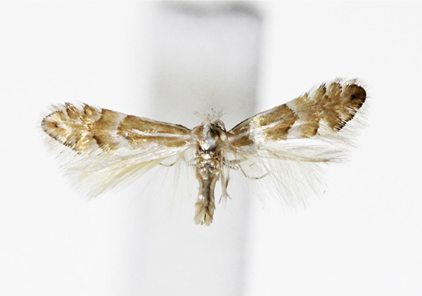 /filer/webapps/moths_gc/media/images/N/nipponicella_Phyllonorycter_A_Kim-et-Byun_2017_1379.jpg