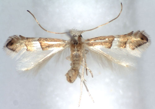 /filer/webapps/moths_gc/media/images/N/nipponicella_Phyllonorycter_A_WJDP.jpg