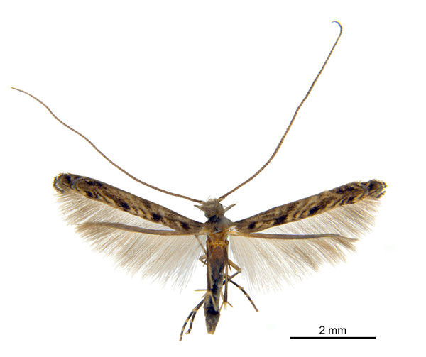 /filer/webapps/moths_gc/media/images/N/nix_Diphtheroptila_HT_ANIC.jpg