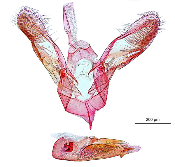 /filer/webapps/moths_gc/media/images/N/nix_Diphtheroptila_HT_GM_ANIC.jpg