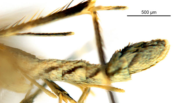 /filer/webapps/moths_gc/media/images/N/nix_Diphtheroptila_HT_abdomen_ANIC.jpg
