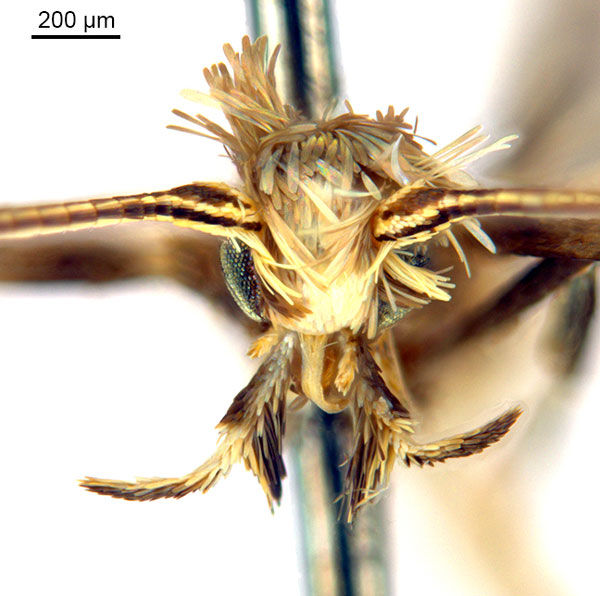 /filer/webapps/moths_gc/media/images/N/nix_Diphtheroptila_HT_head1_ANIC.jpg