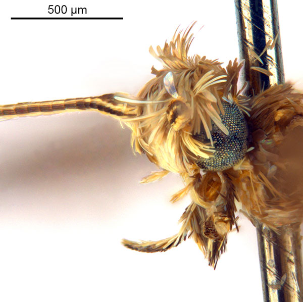/filer/webapps/moths_gc/media/images/N/nix_Diphtheroptila_HT_head2_ANIC.jpg
