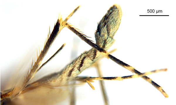 /filer/webapps/moths_gc/media/images/N/nix_Diphtheroptila_HT_legs_ANIC.jpg