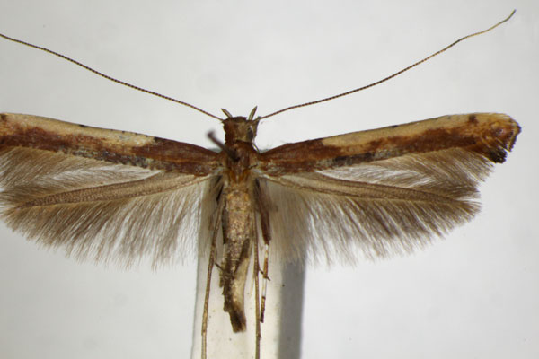 /filer/webapps/moths_gc/media/images/N/nobilella_Caloptilia_PT_ZSM.jpg