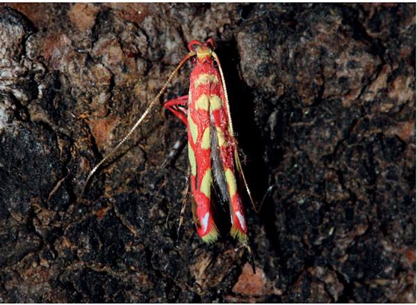 /filer/webapps/moths_gc/media/images/N/noellineae_Macarostola_A_Triberti-et-al_2024_31.jpg