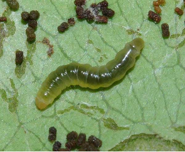 /filer/webapps/moths_gc/media/images/N/noellineae_Macarostola_larva_Triberti-et-al_2024_45.jpg