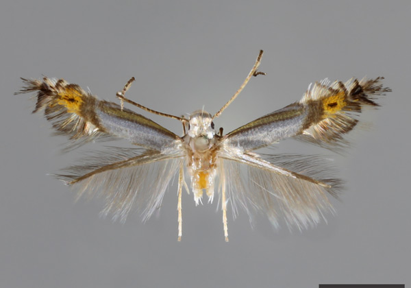 /filer/webapps/moths_gc/media/images/N/norak_Phyllocnistis_HT_MNHN.jpg