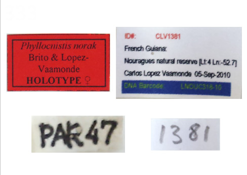 /filer/webapps/moths_gc/media/images/N/norak_Phyllocnistis_HT_MNHN_Labels.jpg