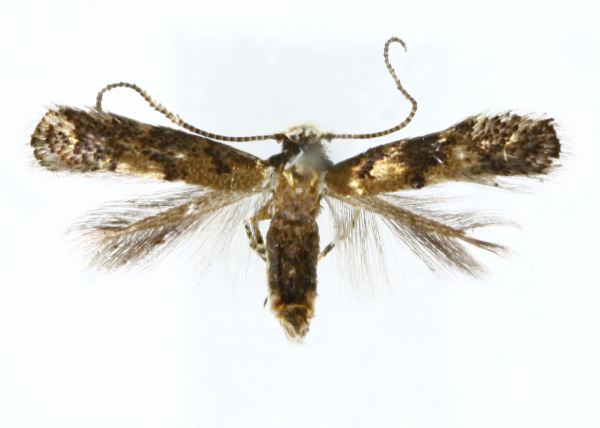 /filer/webapps/moths_gc/media/images/N/nsengai_Neolithocolletis_HT_RMCA.jpg