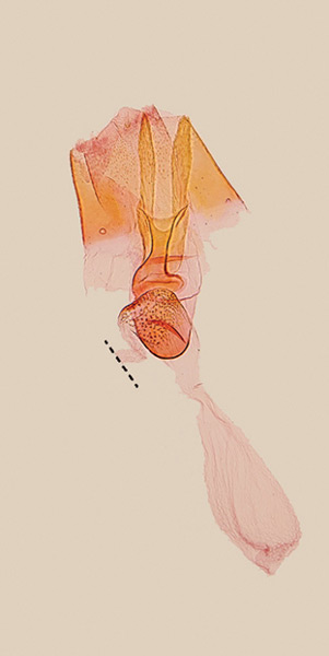 /filer/webapps/moths_gc/media/images/N/nudilingua_Epicephala_GF_Kawakita-et-Kato_2016_98.jpg