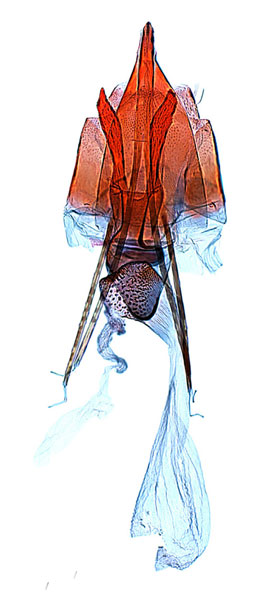 /filer/webapps/moths_gc/media/images/N/nudilingua_Epicephala_GM_lee-et-Jeun.jpg