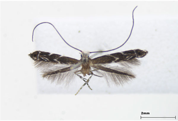 /filer/webapps/moths_gc/media/images/N/nudilingua_Epicephala_female_Lee-et-Jeun_2022.jpg
