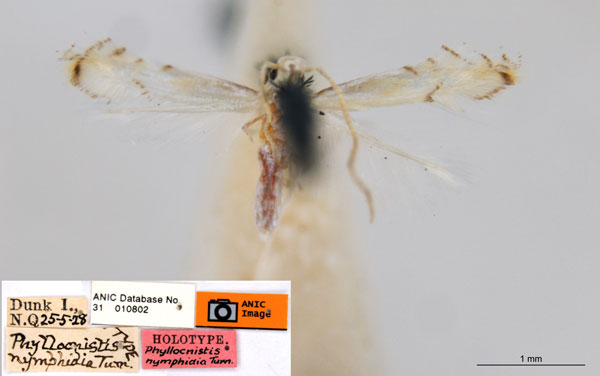 /filer/webapps/moths_gc/media/images/N/nymphidia_Phyllocnistis_HT_ANIC.jpg