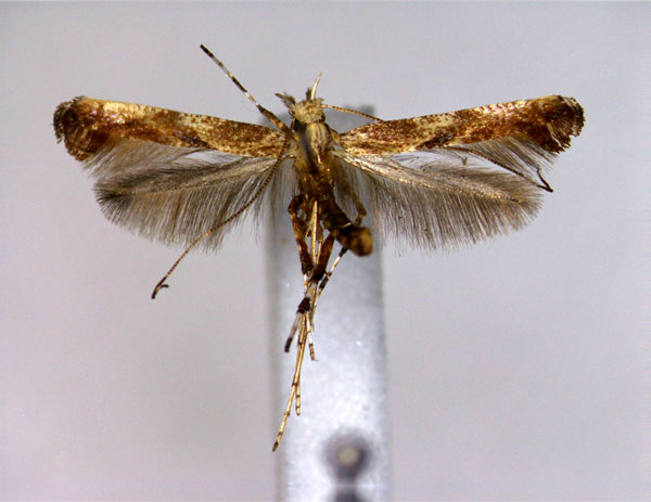 /filer/webapps/moths_gc/media/images/O/obliquatella_Caloptilia_A_EIHU.jpg