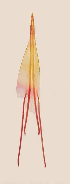 /filer/webapps/moths_gc/media/images/O/obovatella_Epicephala_GF_Kawakita-et-Kato_2016_100.jpg