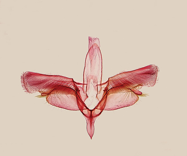 /filer/webapps/moths_gc/media/images/O/obovatella_Epicephala_GM_Kawakita-et-Kato_2016_94.jpg