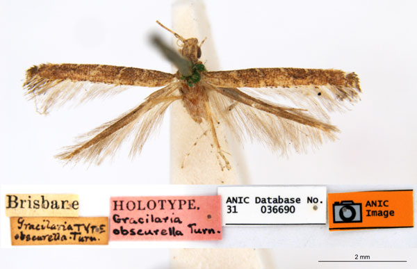 /filer/webapps/moths_gc/media/images/O/obscurella_Acrocercops_HT_ANIC.jpg