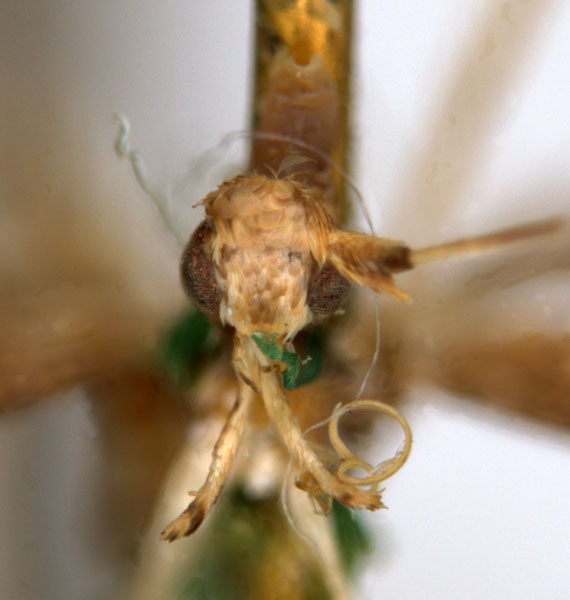 /filer/webapps/moths_gc/media/images/O/obscurella_Acrocercops_HT_head_ANIC.jpg
