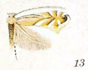 /filer/webapps/moths_gc/media/images/O/obscuricostella_Phyllonorycter_A_Braun_21-13.jpg