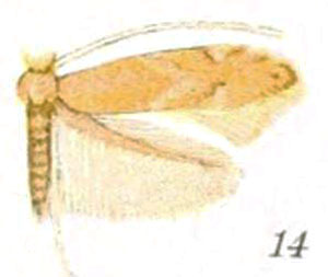 /filer/webapps/moths_gc/media/images/O/obsoleta_Lithocolletis_ST_Braun_22-14.jpg