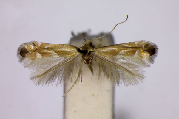 /filer/webapps/moths_gc/media/images/O/obsoleta_Phyllonorycter_ST_BMNH.jpg