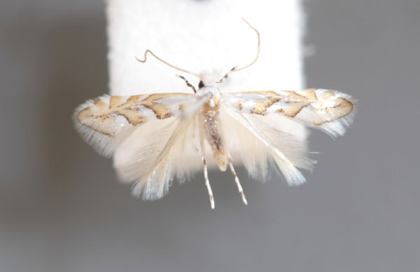 /filer/webapps/moths_gc/media/images/O/obtusifoliella_Phyllonorycter_A_IB2336_Barton.jpg