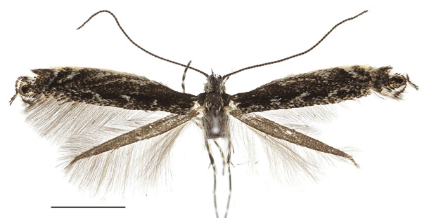/filer/webapps/moths_gc/media/images/O/occulta_Micrurapteryx_A_Kirichenko-et-al_2016_111_10.jpg